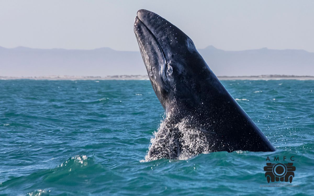 Miradas por la conservación | La crisis de la ballena gris Miradas por la conservación | La crisis de la ballena gris