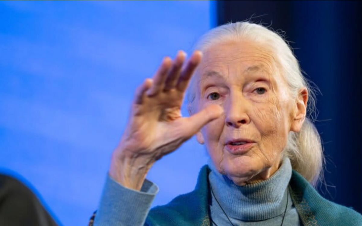 Jane Goodall, la primatóloga que revolucionó la ciencia y contagió de esperanza al mundo | Mongabay