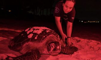 Rastreando el nacimiento de la tortuga verde: el aumento de la temperatura en el mar impacta en la anidación de la especie en las costas de México | Mongabay