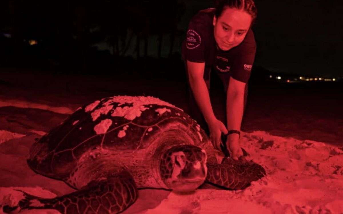 Rastreando el nacimiento de la tortuga verde: el aumento de la temperatura en el mar impacta en la anidación de la especie en las costas de México | Mongabay