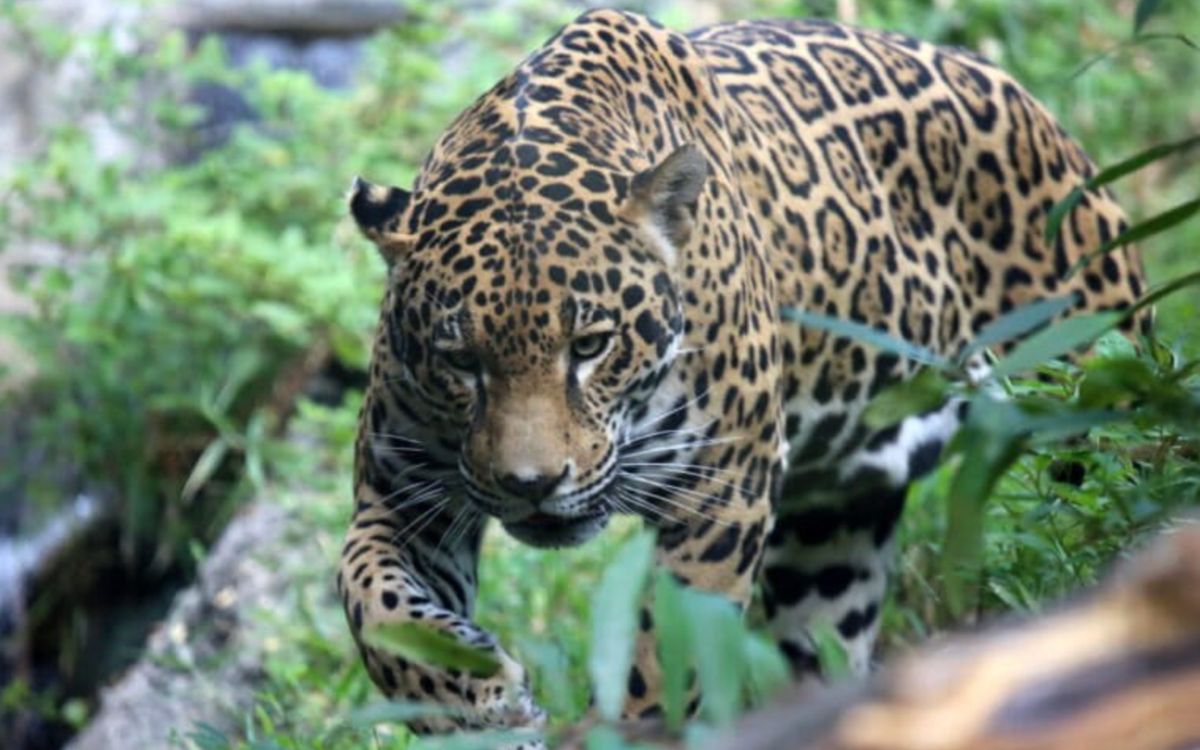 Una millonaria obra de energía amenaza al santuario Passiflora, refugio del jaguar en la Amazonía boliviana | Mongabay Una millonaria obra de energía amenaza al santuario Passiflora, refugio del jaguar en la Amazonía boliviana | Mongabay