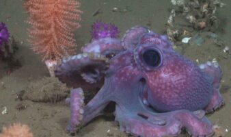 Viaje a las profundidades: la misión científica que descubrió el fondo marino en Uruguay | Mongabay