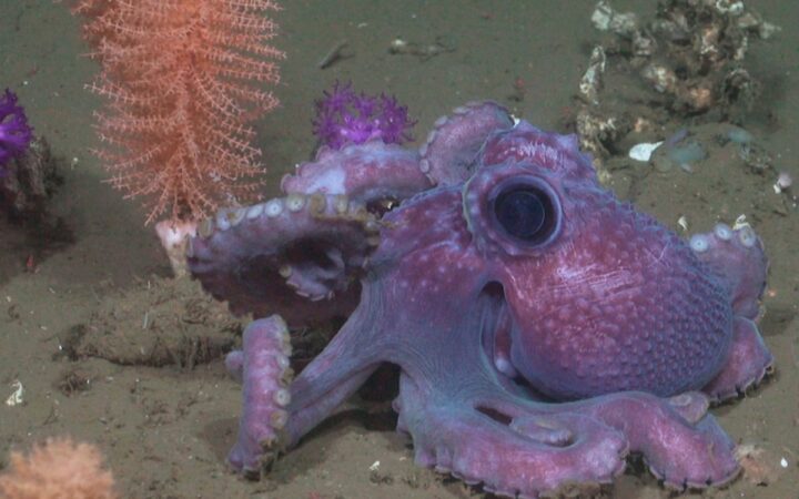 Viaje a las profundidades: la misión científica que descubrió el fondo marino en Uruguay | Mongabay Viaje a las profundidades: la misión científica que descubrió el fondo marino en Uruguay | Mongabay
