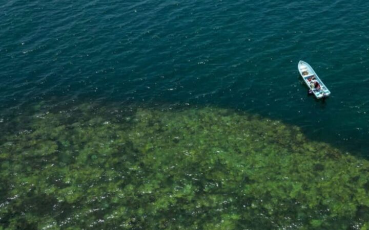 Zapotitlán: la comunidad pesquera que convirtió sus arrecifes en una reserva para el futuro en México | Mongabay