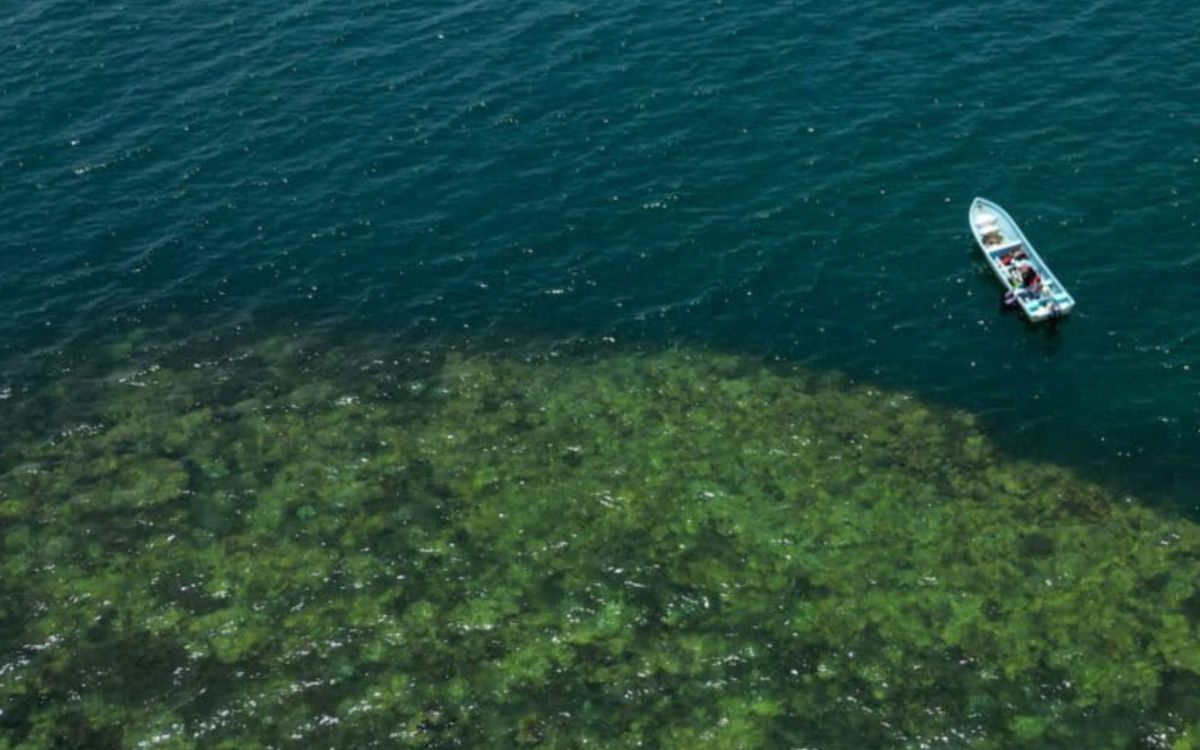 Zapotitlán: la comunidad pesquera que convirtió sus arrecifes en una reserva para el futuro en México | Mongabay Zapotitlán: la comunidad pesquera que convirtió sus arrecifes en una reserva para el futuro en México | Mongabay