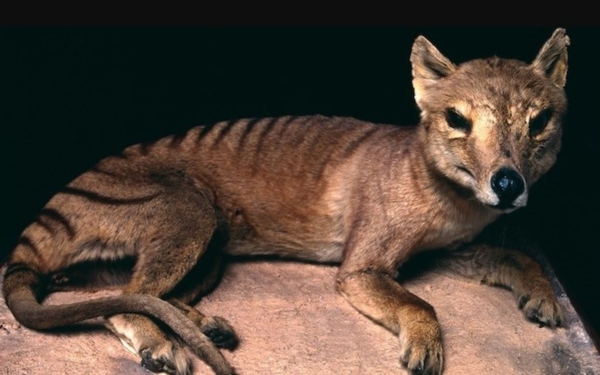Los humanos han alterado el mundo animal tanto como la Edad de Hielo Los humanos han alterado el mundo animal tanto como la Edad de Hielo