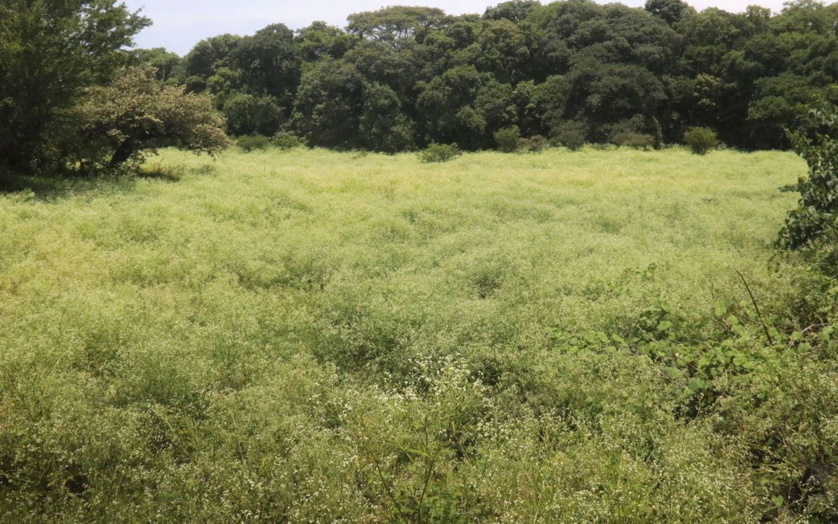 Legisladores y expertos urgen más presupuesto ambiental para México Legisladores y expertos urgen más presupuesto ambiental para México