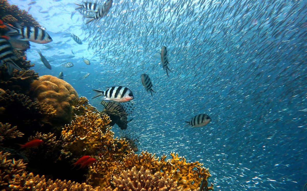 Los arrecifes de coral al borde del colapso por el calentamiento global, advierte informe mundial Los arrecifes de coral al borde del colapso por el calentamiento global, advierte informe mundial