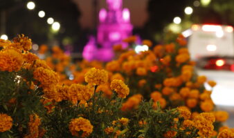 Cempasúchil, la flor que ilumina altares y trata enfermedades