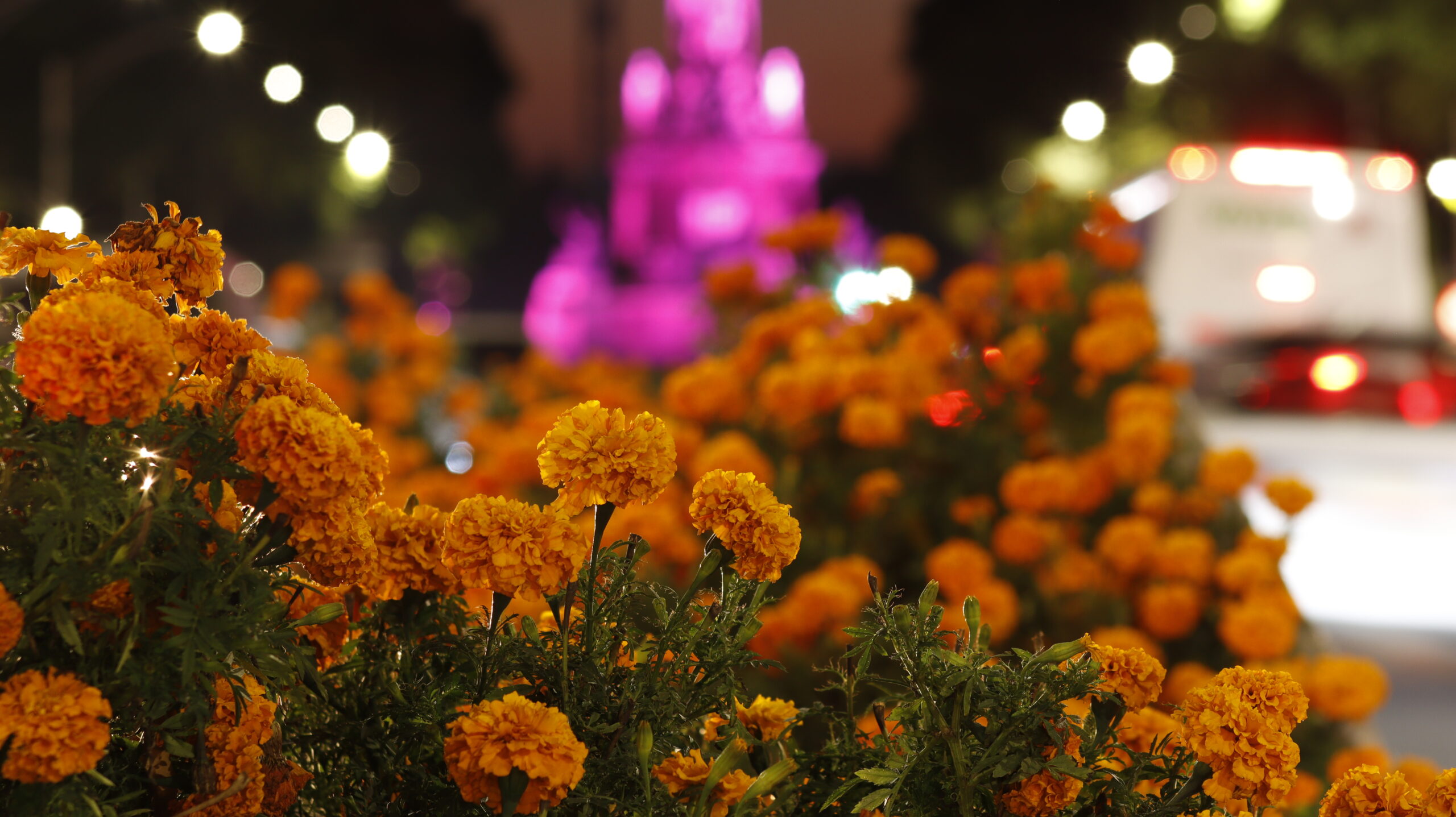 Cempasúchil, la flor que ilumina altares y trata enfermedades