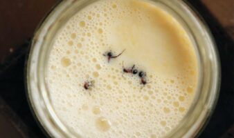 Las hormigas pueden utilizarse para hacer yogur