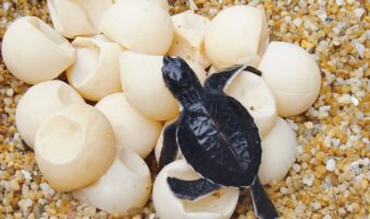 Liberan 213 crías de tortugas marinas en Guerrero