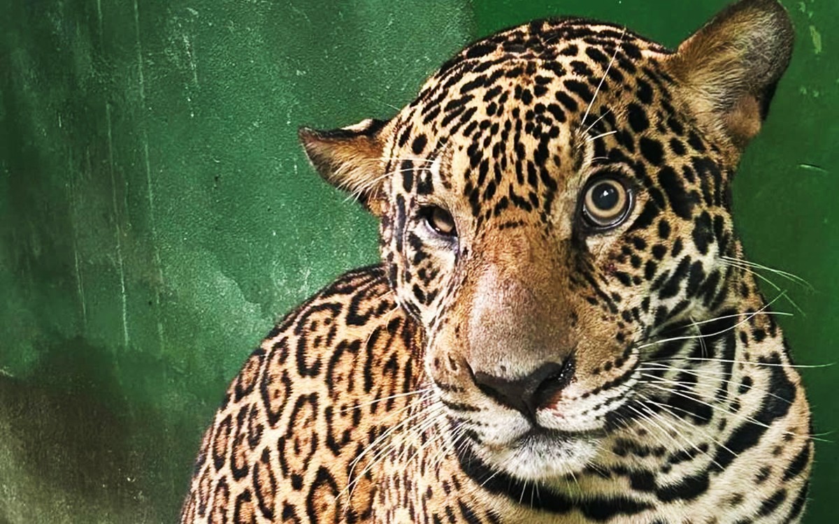 Video: Jaguar herido de bala se agarra de lancha para ser rescatado