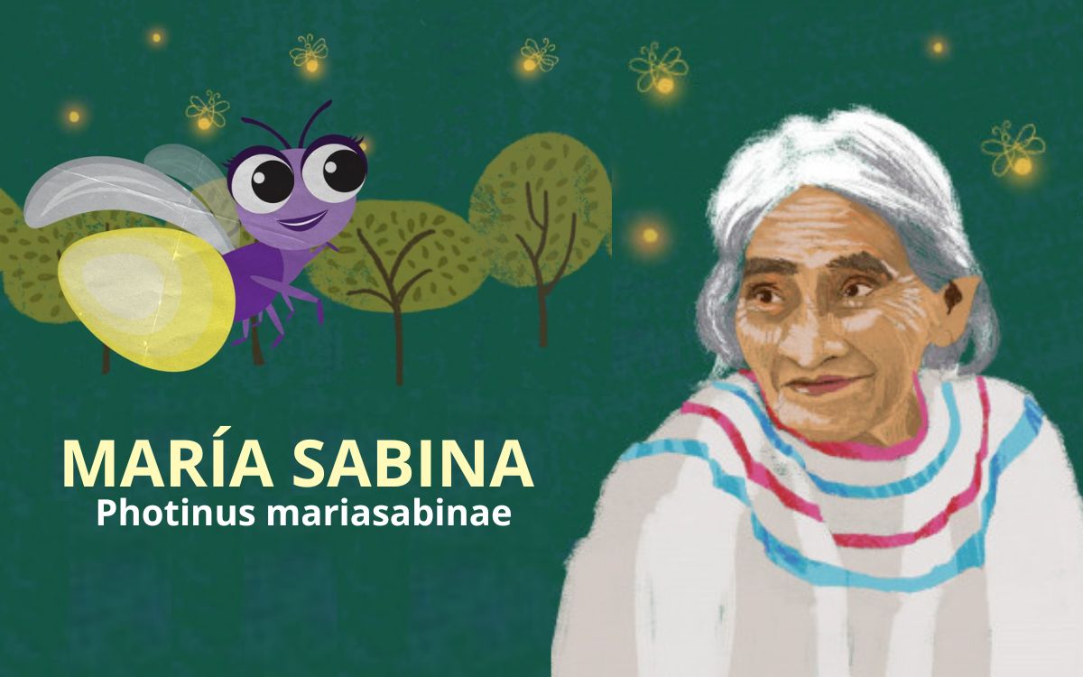 María Sabina da nombre a la nueva especie de luciérnaga descubierta en el Bosque de Chapultepec María Sabina da nombre a la nueva especie de luciérnaga descubierta en el Bosque de Chapultepec