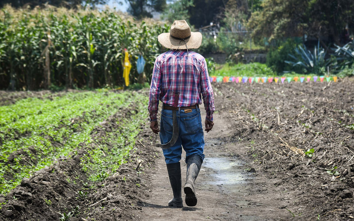 Productores evitan denunciar 'impuesto criminal' por temor a represalias, señala UNTA | Entérate Productores evitan denunciar 'impuesto criminal' por temor a represalias, señala UNTA | Entérate