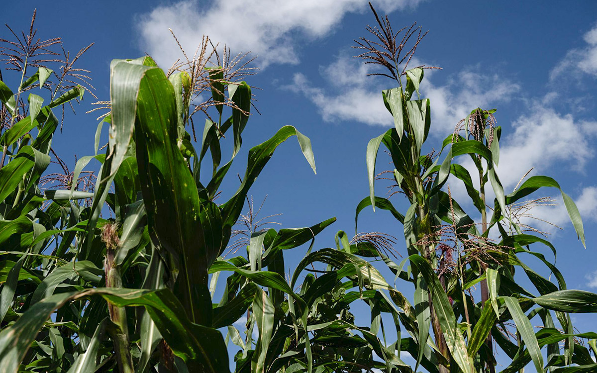 Productores agrícolas del Bajío cerrarán carreteras y casetas si no llegan a un acuerdo con el gobierno