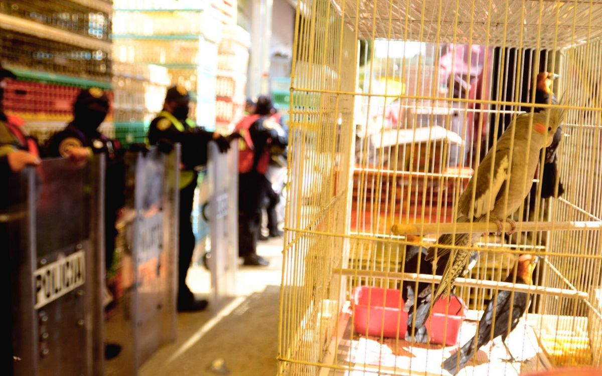 Fallo histórico: prohíben la venta de animales en el Mercado de Sonora Fallo histórico: prohíben la venta de animales en el Mercado de Sonora