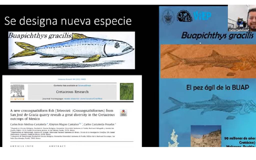 Encuentran pez prehistórico en Puebla, lo identifican como nueva especie