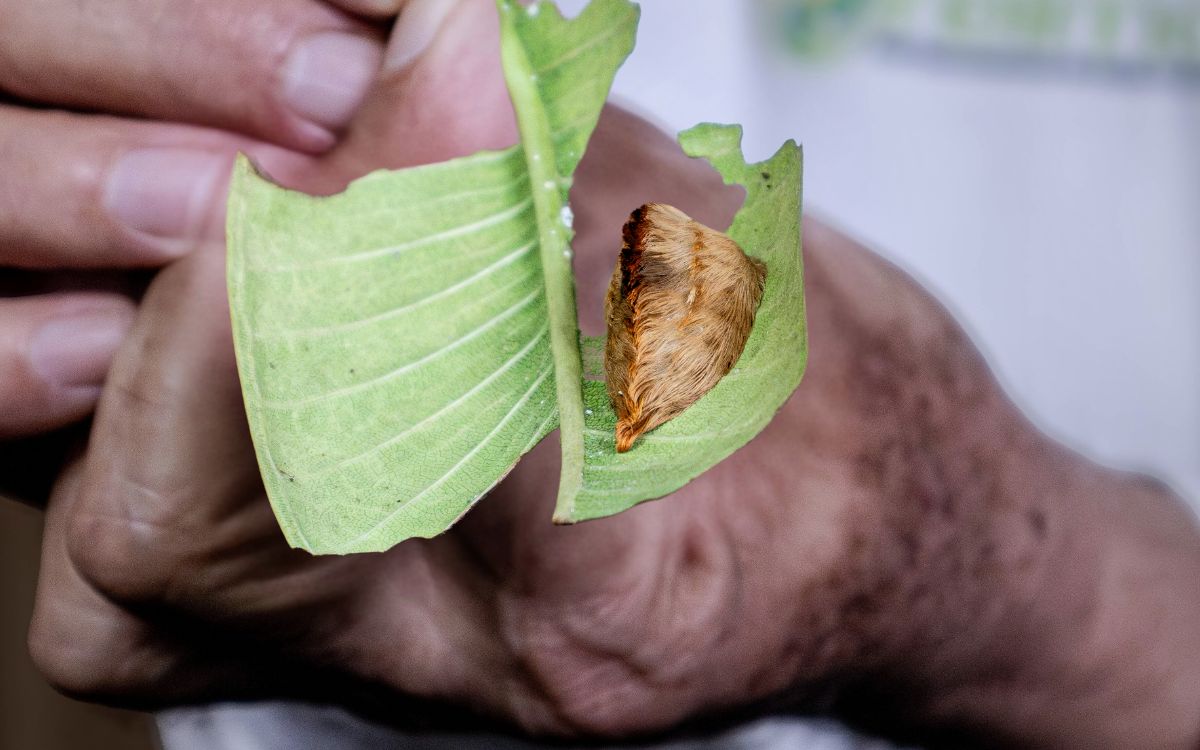 Oruga peluche: el insecto tóxico que preocupa a Jalisco Oruga peluche: el insecto tóxico que preocupa a Jalisco