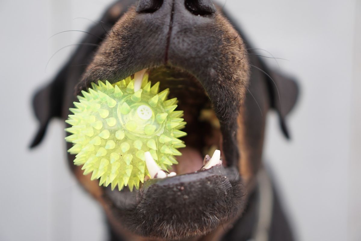 Los perros muestran comportamientos similares a la adicción respecto a sus juguetes Los perros muestran comportamientos similares a la adicción respecto a sus juguetes