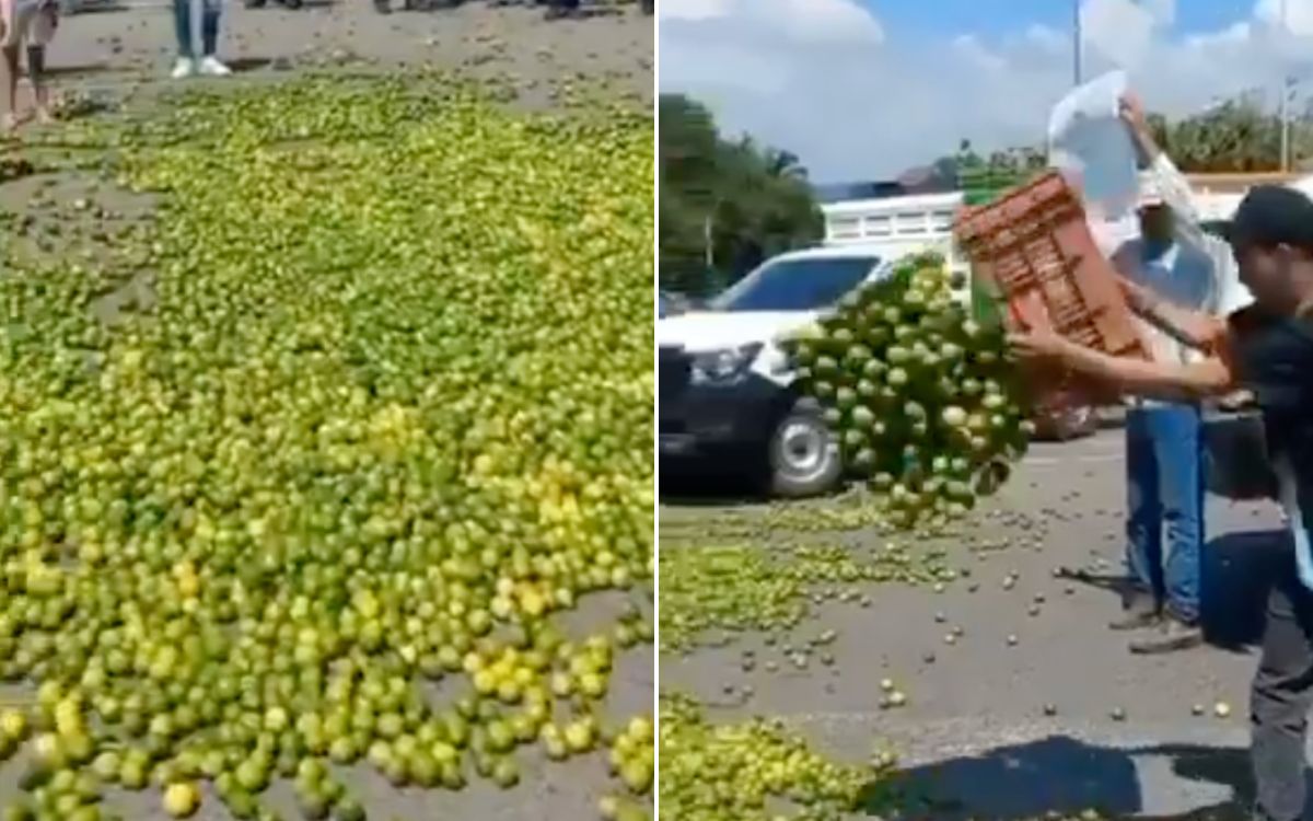 Citricultores vacían toneladas de limón; exigen precios justos | Video Citricultores vacían toneladas de limón; exigen precios justos | Video