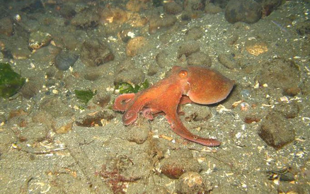 El sufrimiento del Pulpo Maya: Canibalismo y alta mortalidad en la primera granja de cría en México