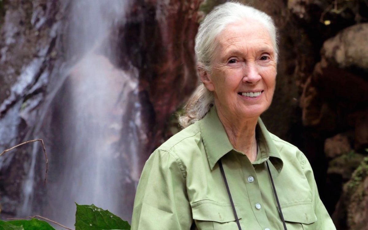¿Quién era Jane Goodall, la científica que dedicó su vida a los primates y defensora de la naturaleza?