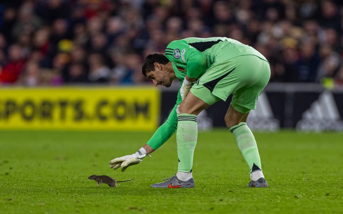 Rata deja en evidencia al Cardiff City FC y su política de control de plagas | Video Rata deja en evidencia al Cardiff City FC y su política de control de plagas | Video
