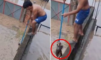 Video | Niño rescató a gatito durante inundaciones en Veracruz