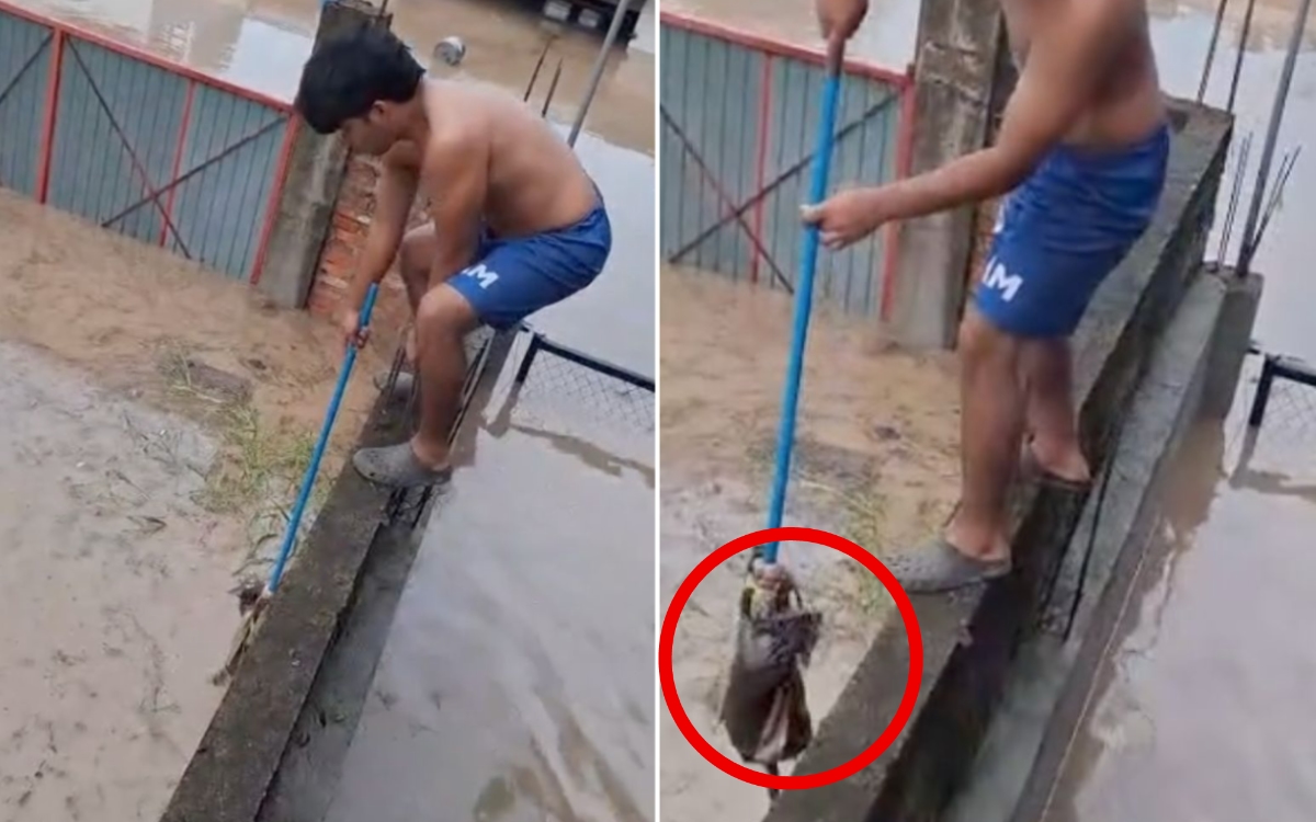 Video | Niño rescató a gatito durante inundaciones en Veracruz Video | Niño rescató a gatito durante inundaciones en Veracruz