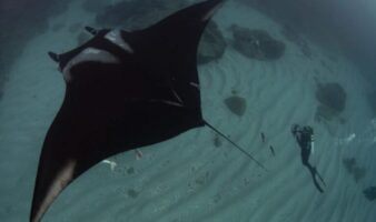 ¿Dónde nacen las mantas oceánicas? La respuesta se busca en el Archipiélago de Revillagigedo | Mongabay