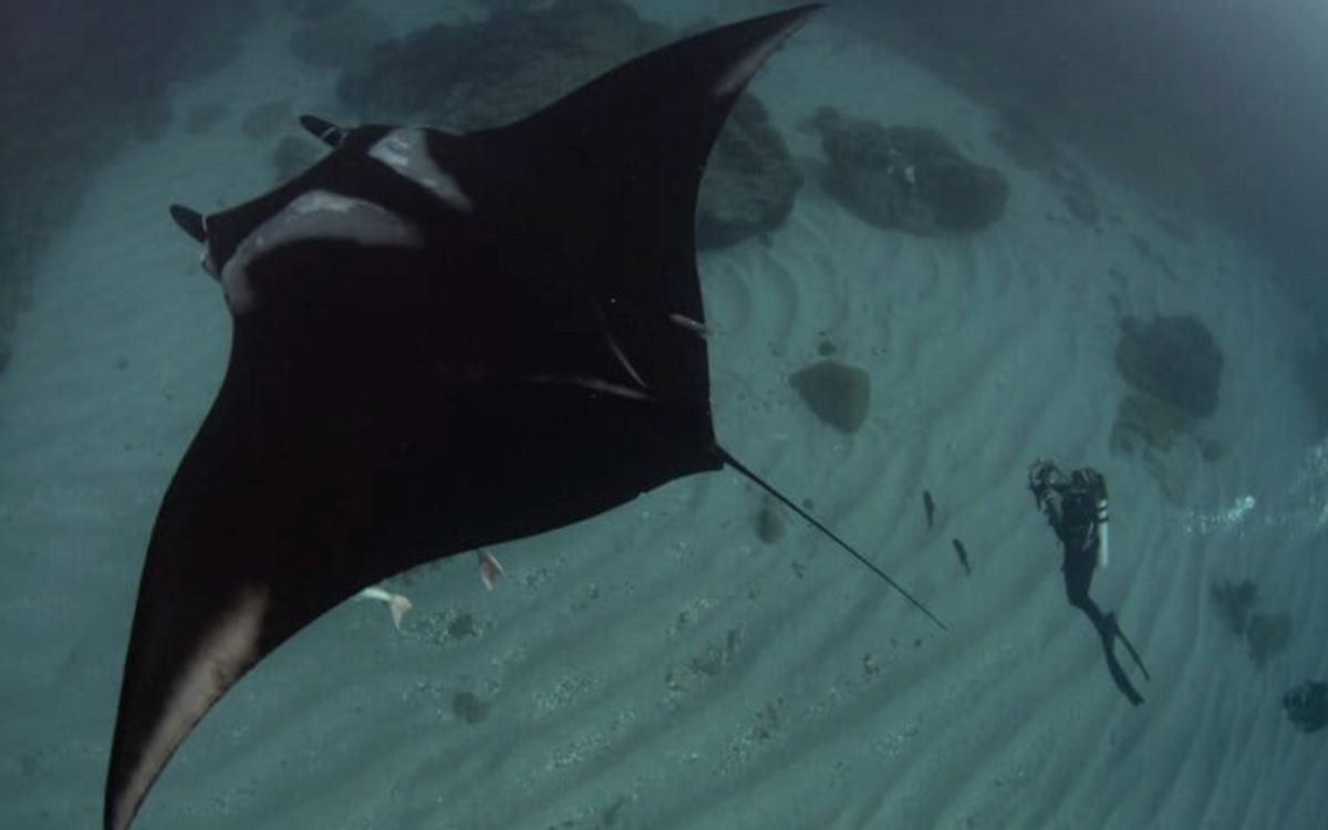 ¿Dónde nacen las mantas oceánicas? La respuesta se busca en el Archipiélago de Revillagigedo | Mongabay ¿Dónde nacen las mantas oceánicas? La respuesta se busca en el Archipiélago de Revillagigedo | Mongabay