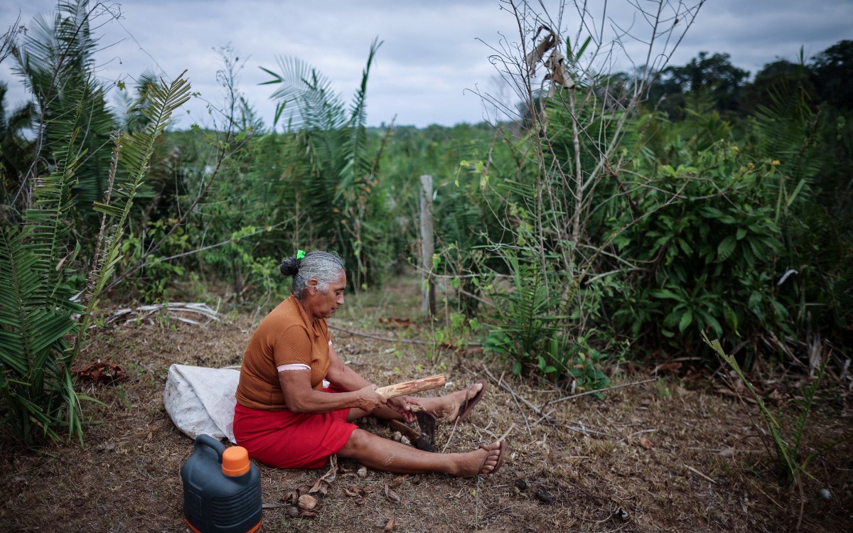 La naturaleza es política | Artículo de Ross Barrantes La naturaleza es política | Artículo de Ross Barrantes