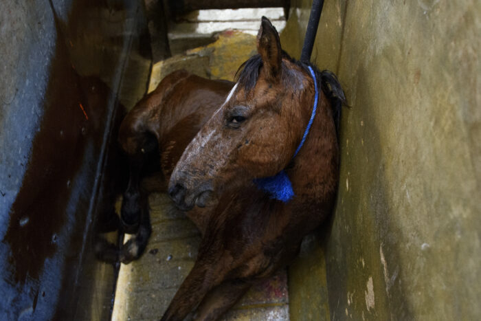 Se propone crear la Comisión de Medio Ambiente, Bienestar Animal y RecursosNaturales
