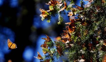La ruta que une a tres naciones: México inaugura la Primera Cumbre Nacional Mariposa Monarca