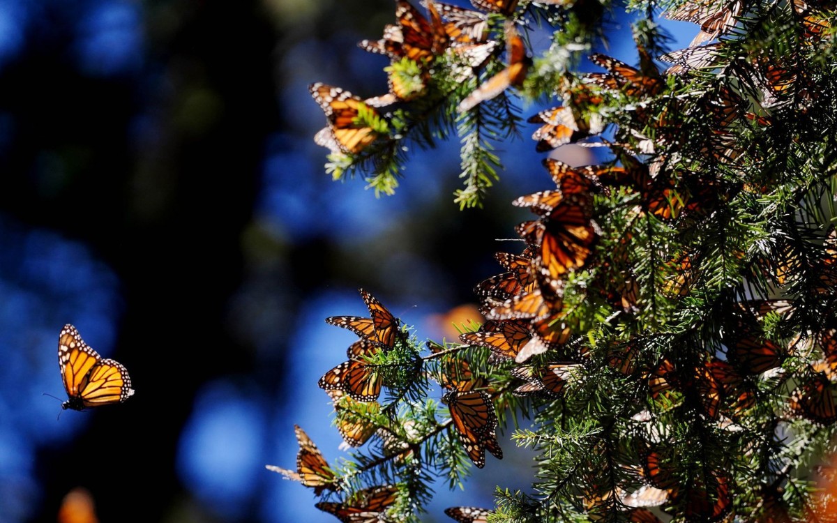 La ruta que une a tres naciones: México inaugura la Primera Cumbre Nacional Mariposa Monarca