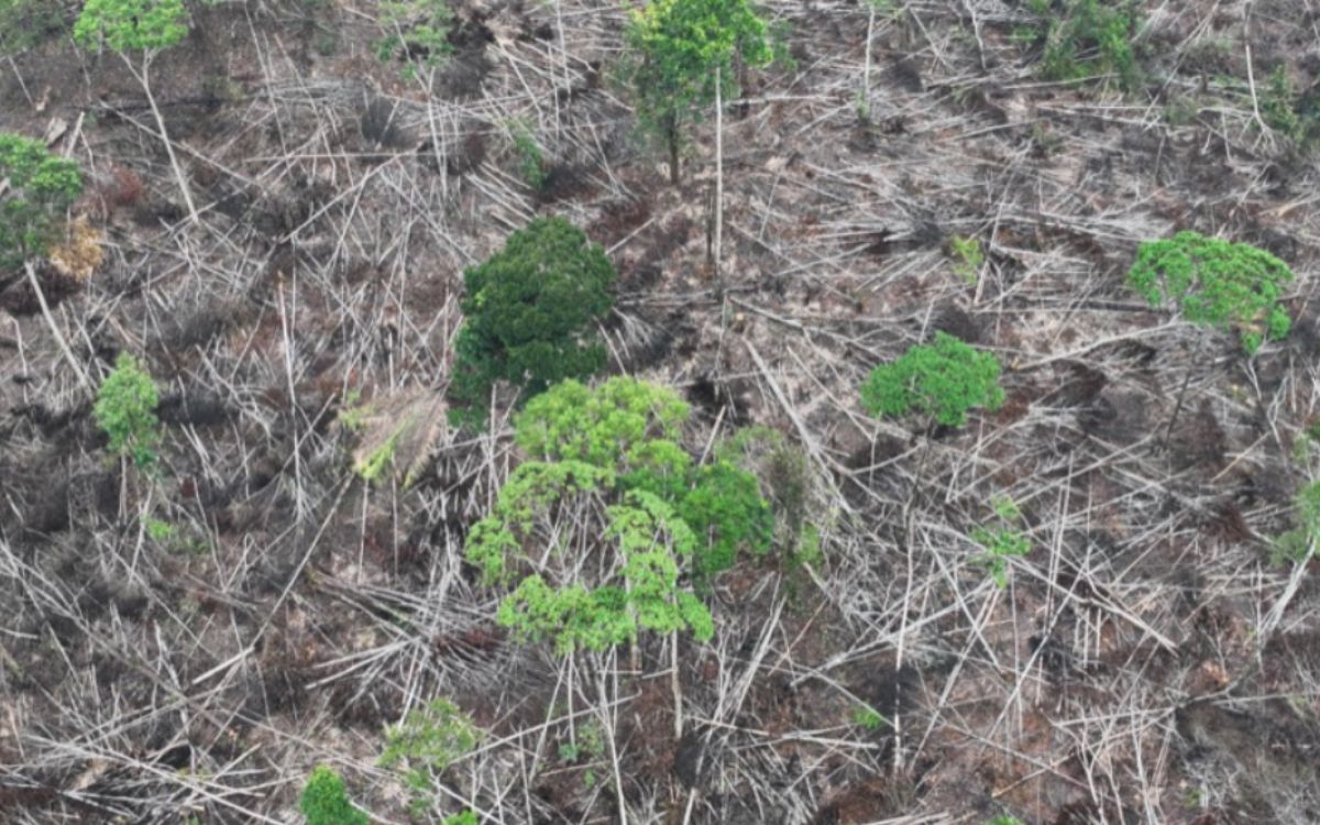 Ecuador: entre 2020 y 2024, se deforestó un área equivalente a la superficie de Luxemburgo