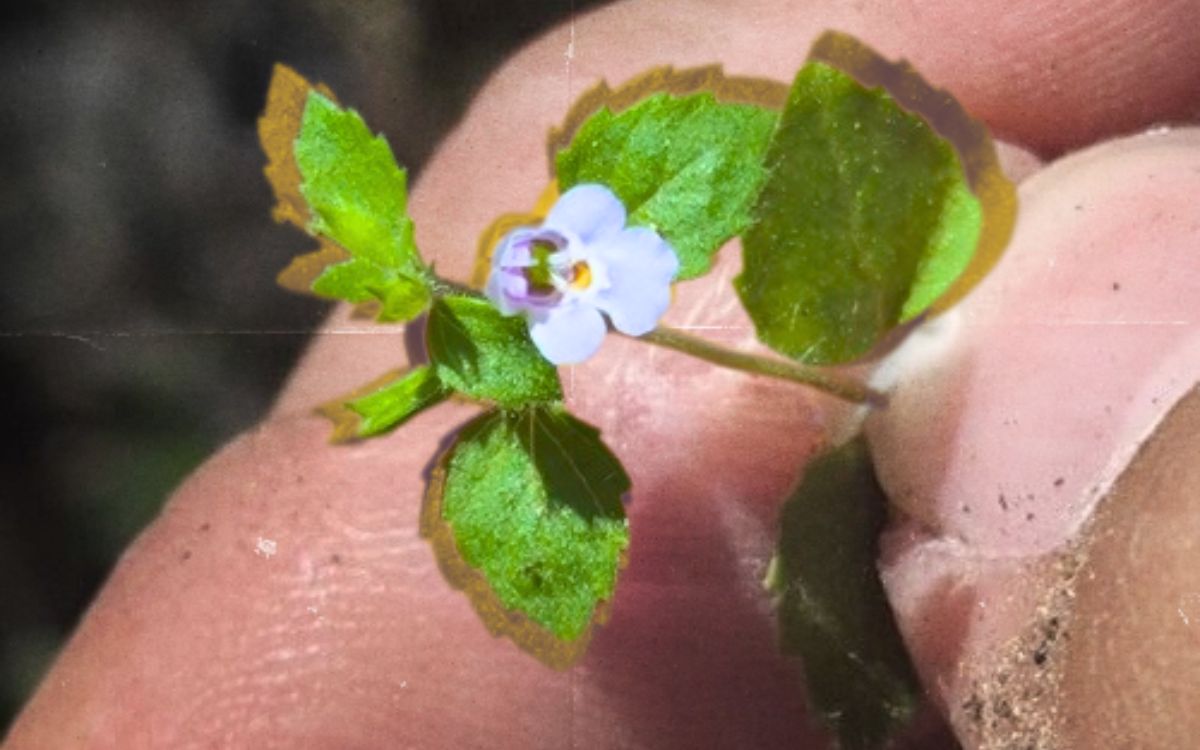 Descubren a antiguo morador en el municipio Bustamante, Nuevo León.