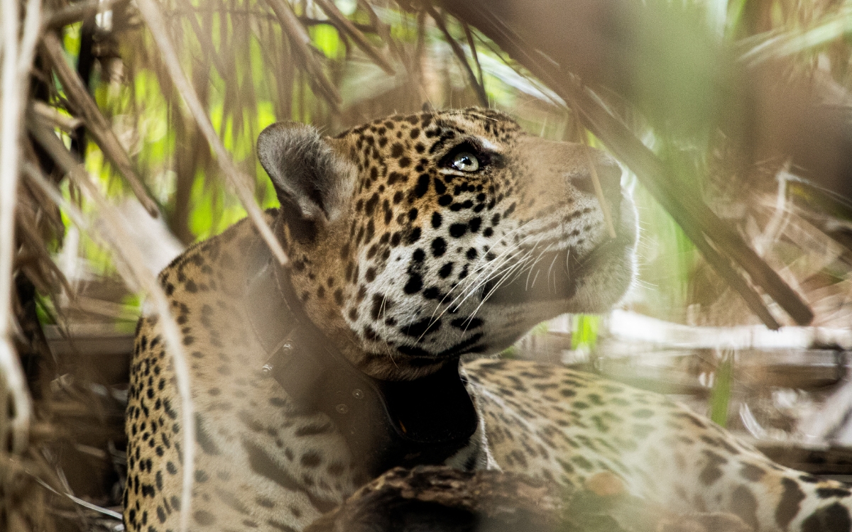 Onçafari: los jaguares regresan a la selva Onçafari: los jaguares regresan a la selva