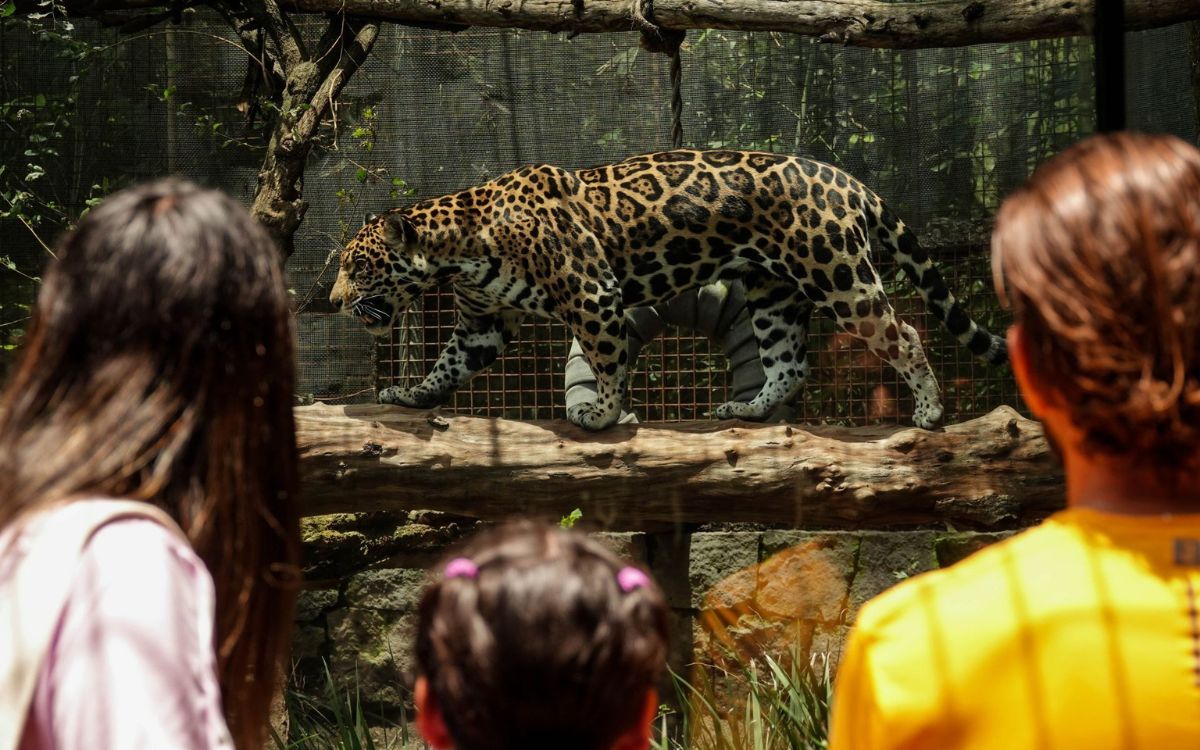El jaguar en México: obra clave para su conservación El jaguar en México: obra clave para su conservación