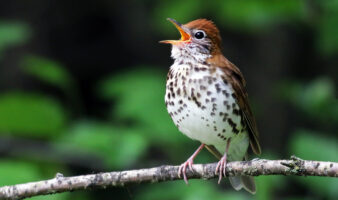 Bosques mesoamericanos albergan hasta 50% de poblaciones de aves migratorias, estudio