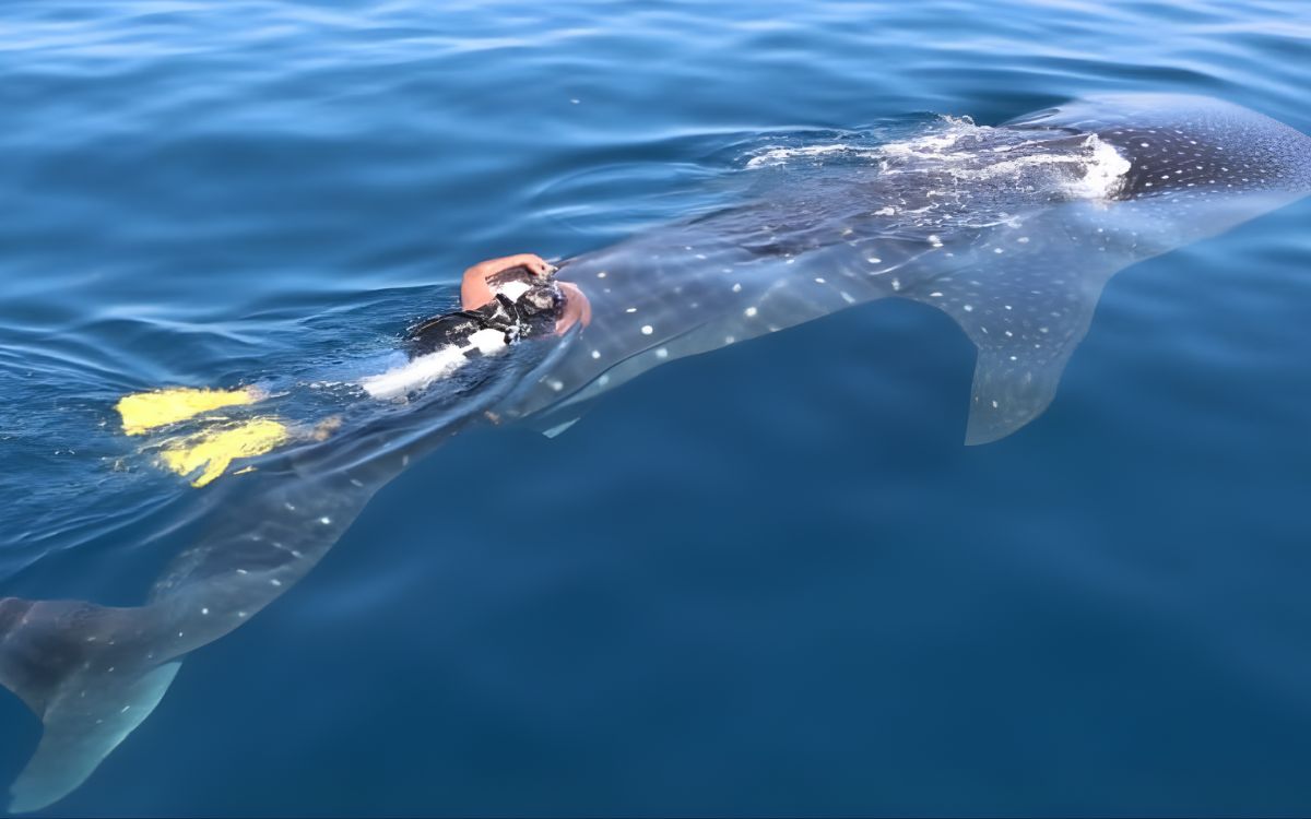 Río Lady: la tiburón ballena rastreada satelitalmente por casi cinco años revela zonas clave de protección Río Lady: la tiburón ballena rastreada satelitalmente por casi cinco años revela zonas clave de protección