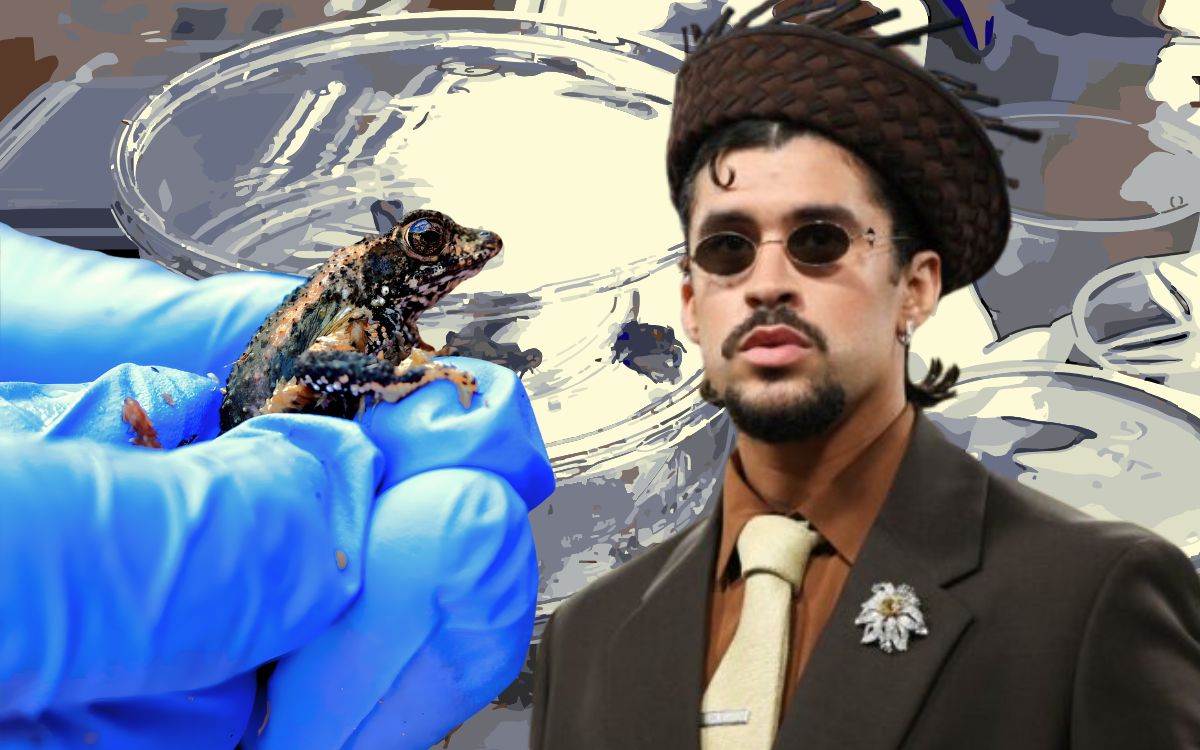 El Sapo Concho, un espécimen endémico que Bad Bunny ayudó a salvar de la extinción El Sapo Concho, un espécimen endémico que Bad Bunny ayudó a salvar de la extinción