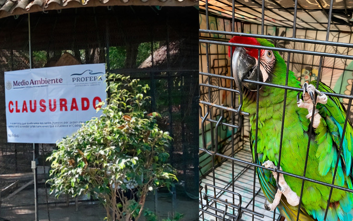 Por bajo peso y estrés, Profepa clausura parque Temazcal Zovic de Morelos Por bajo peso y estrés, Profepa clausura parque Temazcal Zovic de Morelos