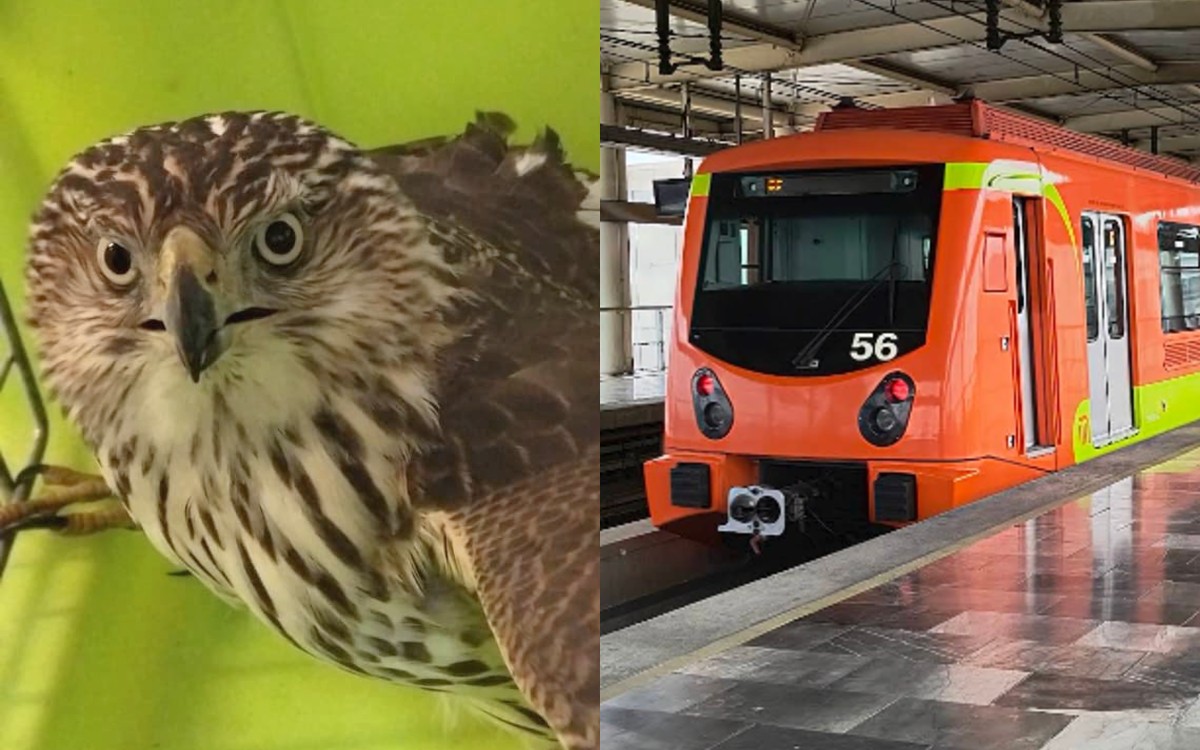 Rescatan a gavilán en metro Zapotitlán | L12 Rescatan a gavilán en metro Zapotitlán | L12