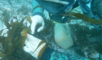 Reforestando el mar: Los peces vuelven a una playa de Perú gracias a un proyecto de repoblamiento de algas