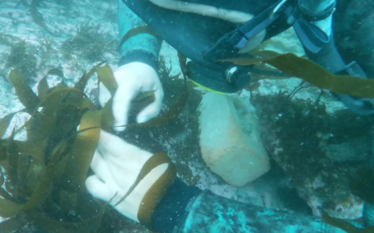 Reforestando el mar: Los peces vuelven a una playa de Perú gracias a un proyecto de repoblamiento de algas Reforestando el mar: Los peces vuelven a una playa de Perú gracias a un proyecto de repoblamiento de algas