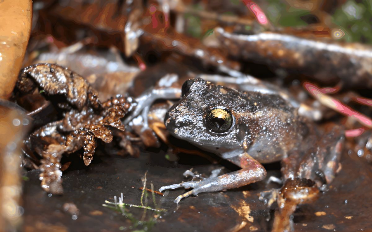 Corazón del bosque: comunidades descubren una nueva especie de rana amenazada en Perú