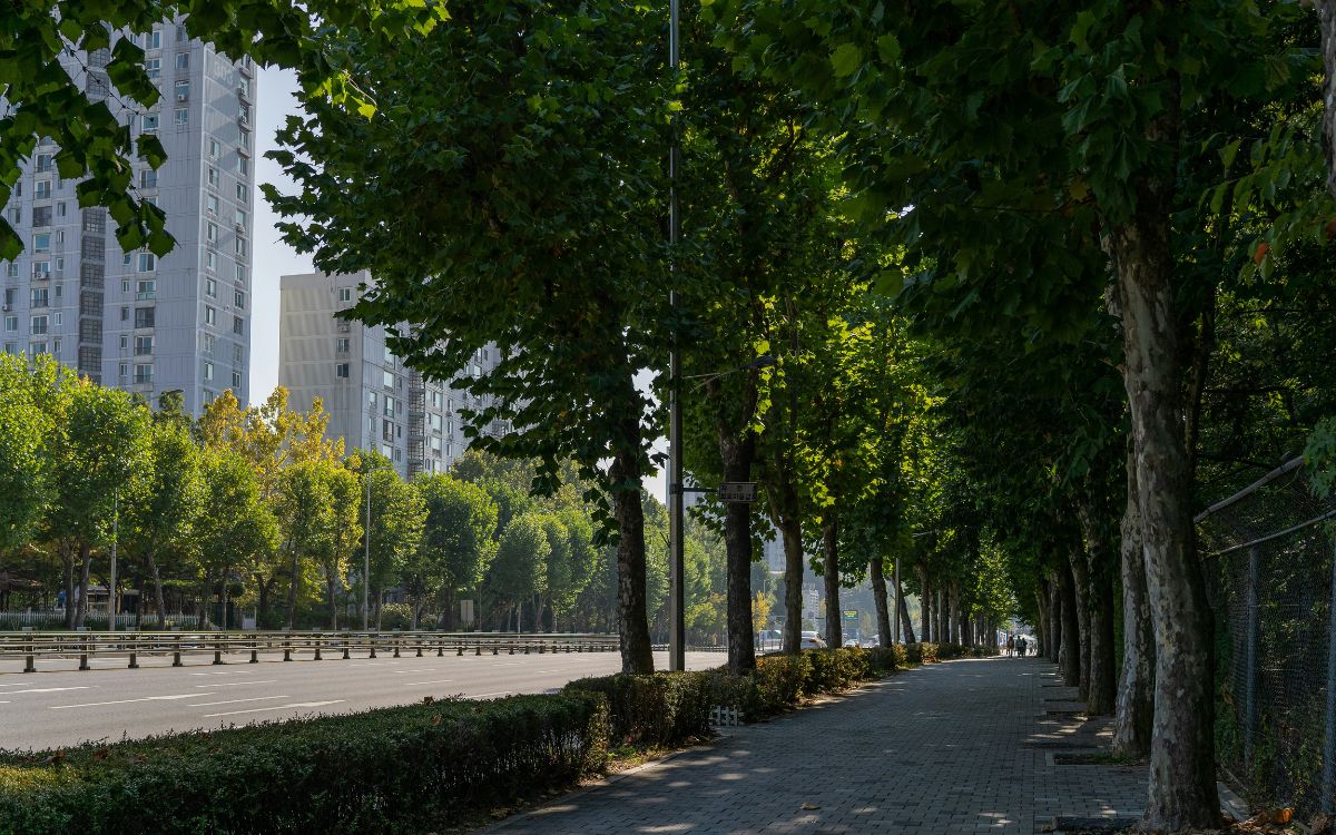 Naturaleza solo para ricos: ¿Qué es el 'efecto lujo' que muestra la brecha ecológica que divide a las ciudades? Naturaleza solo para ricos: ¿Qué es el 'efecto lujo' que muestra la brecha ecológica que divide a las ciudades?