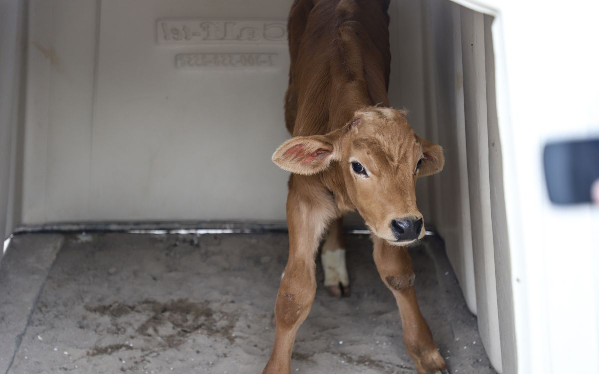 Impulsan Comisión de Bienestar Animal en el Congreso Impulsan Comisión de Bienestar Animal en el Congreso